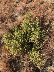 Melolobium microphyllum