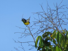 Euphonia chlorotica