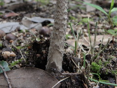 Amanita liquii