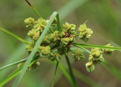 Cyperus pseudovegetus