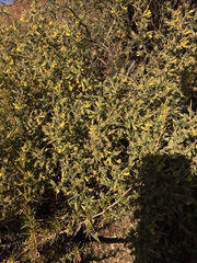 Melolobium microphyllum