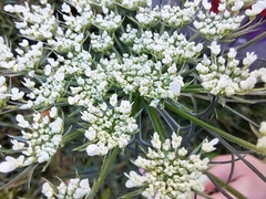 Daucus carota