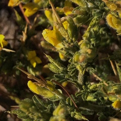 Melolobium microphyllum