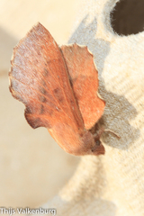 Phyllodesma suberifolia