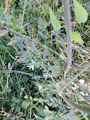 Daucus carota