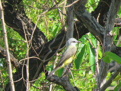 Tyrannus albogularis