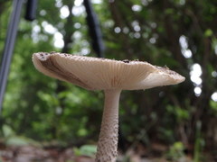 Amanita liquii