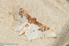 Idaea mustelata
