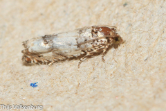 Epinotia thapsiana