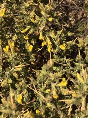 Melolobium microphyllum