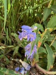 Penstemon eriantherus