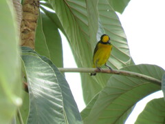Euphonia chlorotica