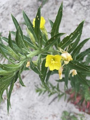 Oenothera oakesiana