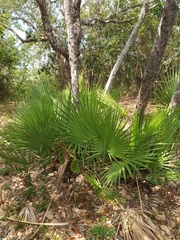 Acoelorraphe wrightii