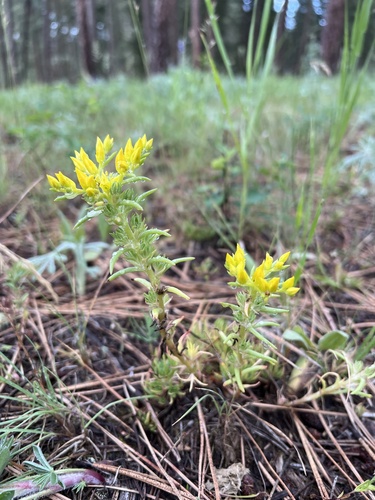iNaturalist observation 2022-07-03
