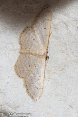 Idaea obsoletaria