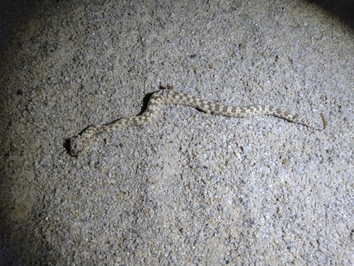 Persian Horned Viper