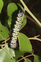 Gonimbrasia belina