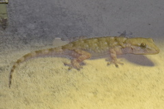 Tarentola mauritanica