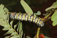 Gonimbrasia belina