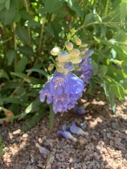 Penstemon eriantherus