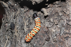Gonimbrasia belina