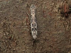 Batrachedra praeangusta