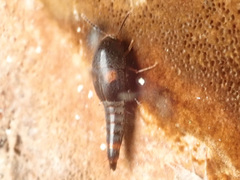 Sepedophilus bipustulatus
