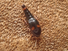 Sepedophilus bipustulatus