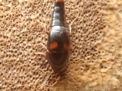 Sepedophilus bipustulatus