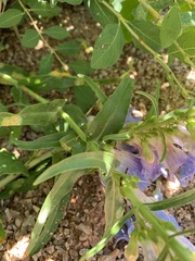 Penstemon eriantherus