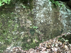 Micareopsis irriguata