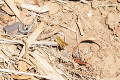 Ochlodes agricola