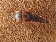 Sepedophilus bipustulatus