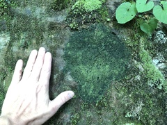 Micareopsis irriguata