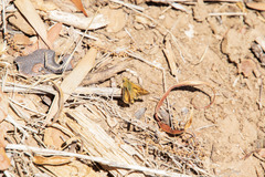 Ochlodes agricola
