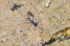 Ellipsoptera cuprascens