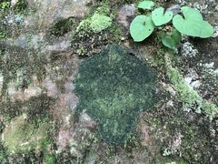 Micareopsis irriguata