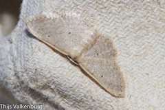 Idaea obsoletaria