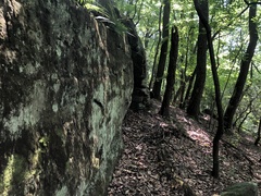 Micareopsis irriguata