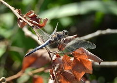 Orthetrum cancellatum