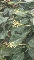 Hedera pastuchovii