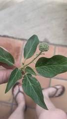 Hedera pastuchovii