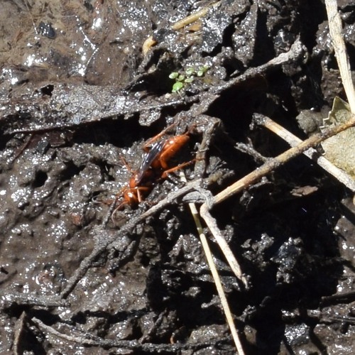 Western Red-tailed Spider Wasp photo 3