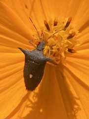 Proxys albopunctulatus