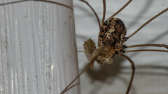 Rilaena triangularis