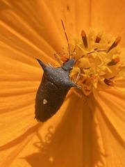 Proxys albopunctulatus