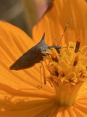 Proxys albopunctulatus