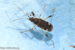 Dieuches armatipes