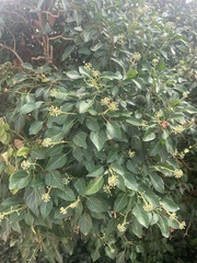 Hedera pastuchovii